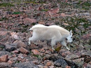 Mountain Goat near the summit of Mt. Bierstadt