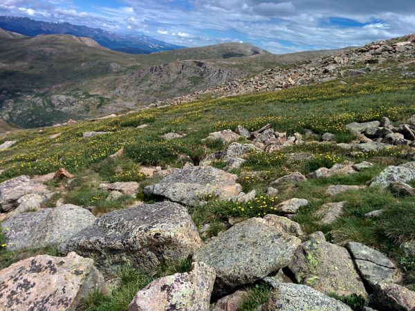 Tundra vegetation on the slopes of Mt. Bierstadt